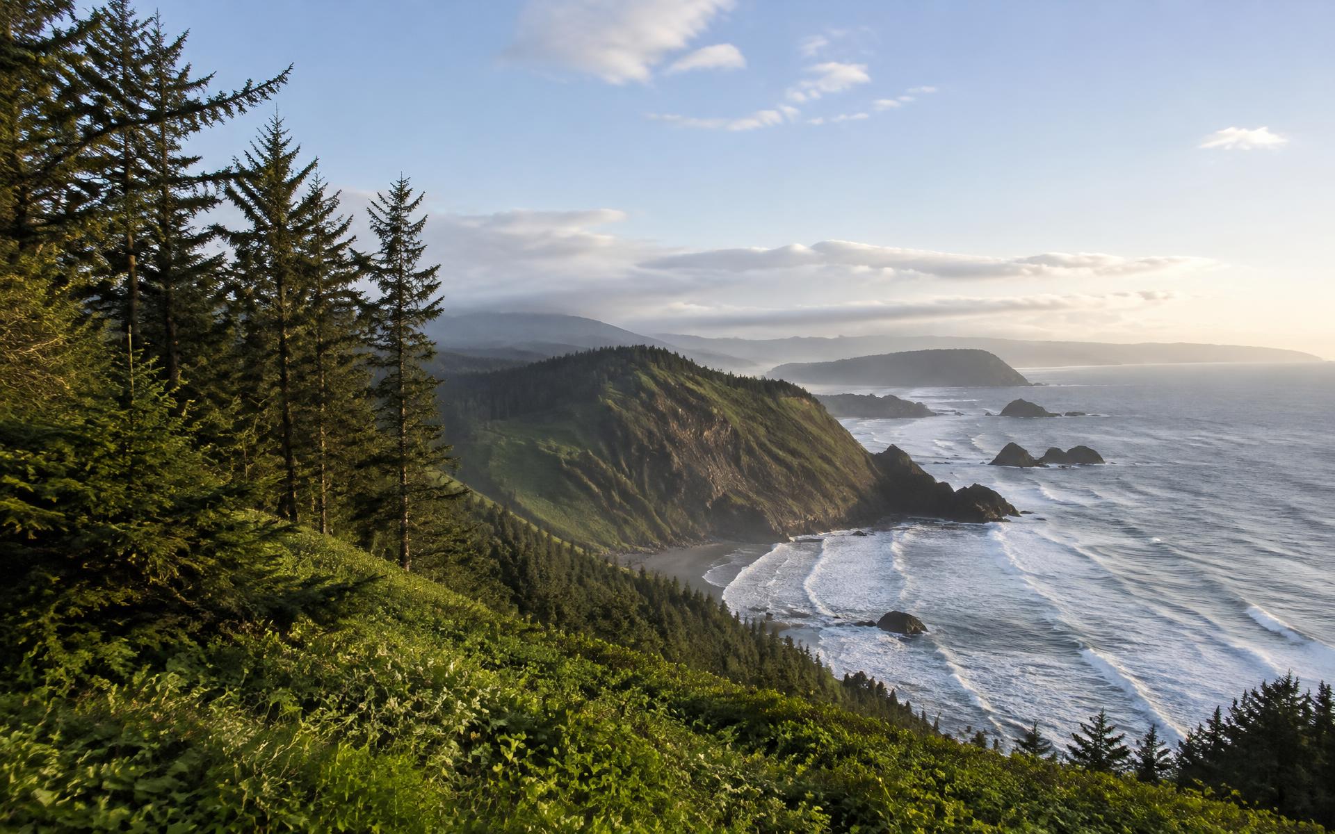 Evergreen forest meeting the wild Pacific coastline